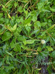 Alternanthera flavescens