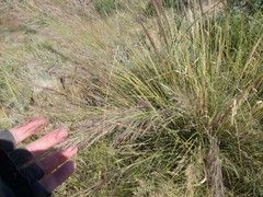 Muhlenbergia emersleyi