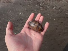 Macrocypraea cervinetta