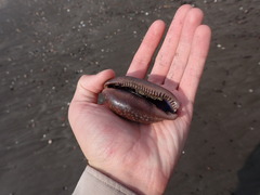 Macrocypraea cervinetta
