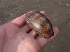 Macrocypraea cervinetta