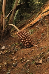 Attalea humilis