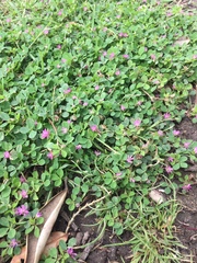 Trifolium tomentosum