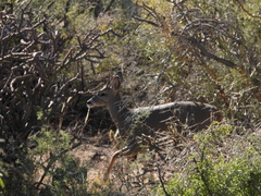 Odocoileus virginianus couesi