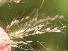 Muhlenbergia emersleyi