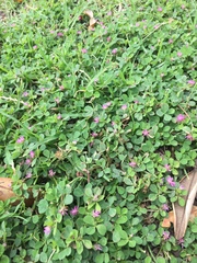 Trifolium tomentosum