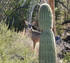 Odocoileus virginianus couesi