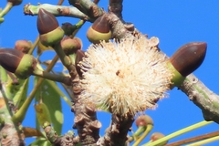 Pseudobombax septenatum