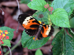 Heliconius hecale
