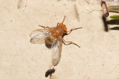 Ormia
