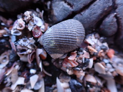 Nerita scabricosta