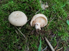 Lactarius subplinthogalus