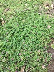 Trifolium tomentosum