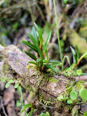 Maxillaria uncata