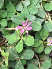 Trifolium tomentosum
