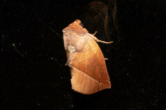 Apela