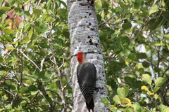 Melanerpes aurifrons
