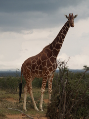 Giraffa camelopardalis reticulata