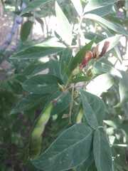 Ohwia caudata
