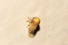 Ochropepla