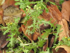 Senecio vulgaris