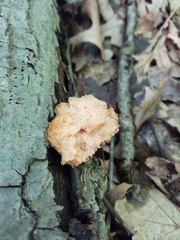 Hapalopilus rutilans