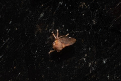 Tropidaspis