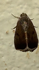Micrathetis canifimbria
