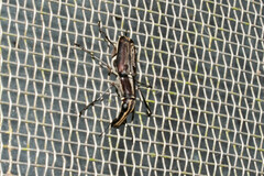 Gymnognathus