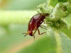 Steganopsis melanogaster