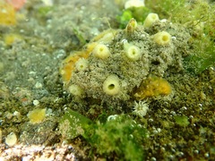 Hymeniacidon perlevis