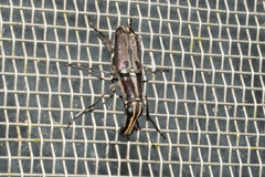 Gymnognathus