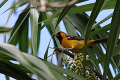 Icterus auratus