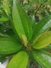 Miconia xalapensis