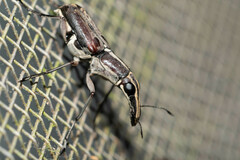 Gymnognathus