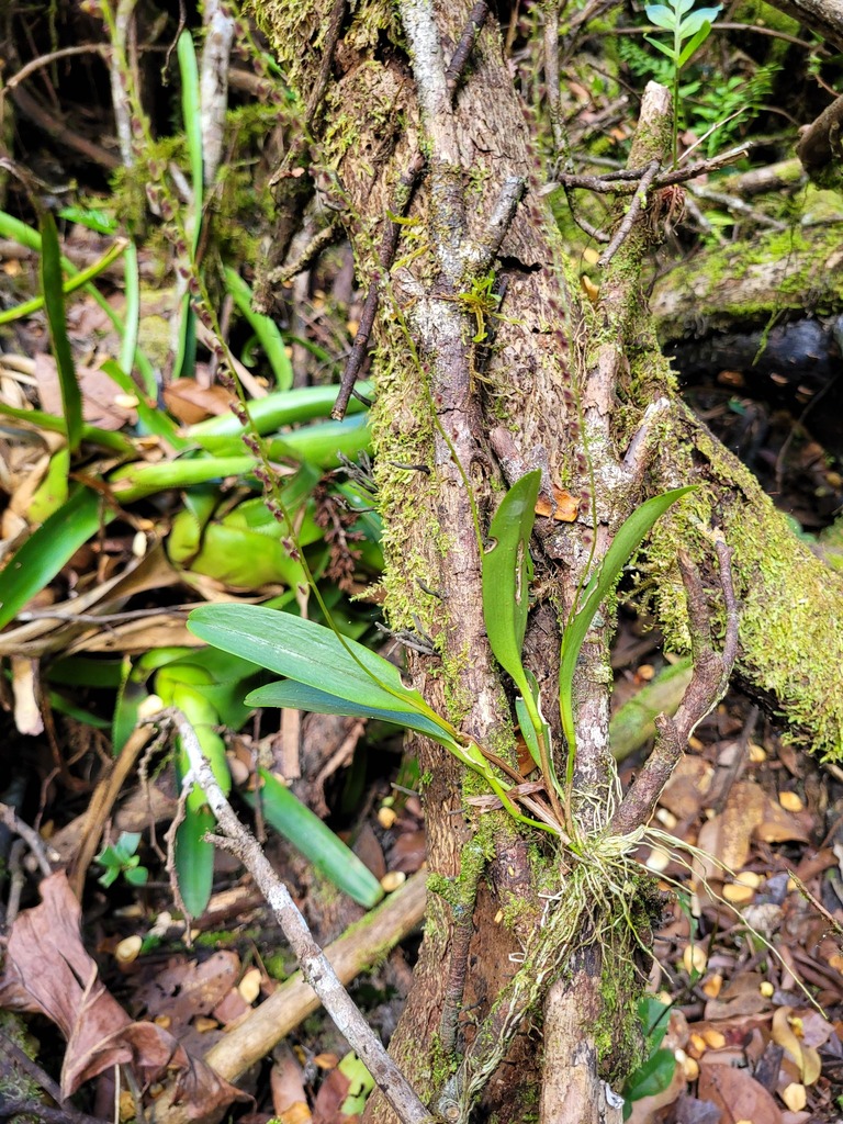 Stelis papaquerensis