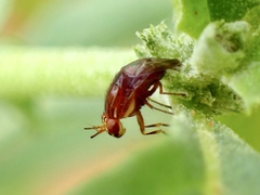 Steganopsis melanogaster