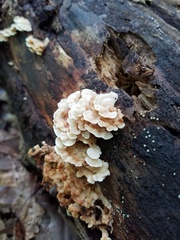Antrodiella