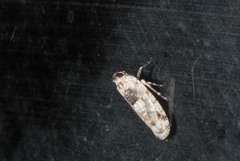 Plectoderini