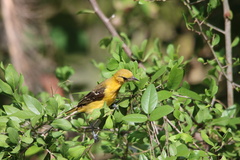 Icterus auratus