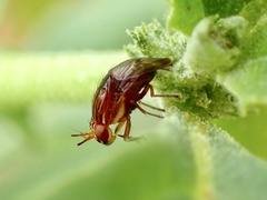 Steganopsis melanogaster