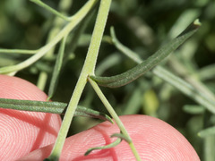 Brickellia eupatorioides chlorolepis