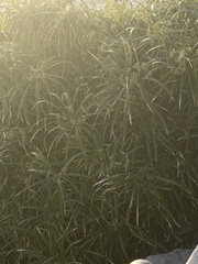 Cyperus alternifolius