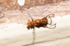 Xanthacrona phyllochaeta