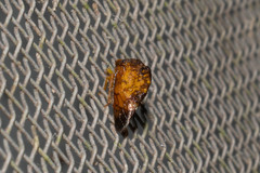 Smiliinae
