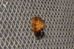 Smiliinae