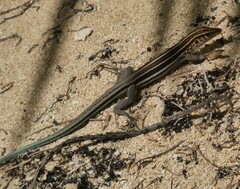 Pholidoscelis auberi