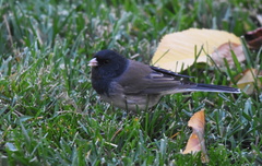 Junco hyemalis cismontanus
