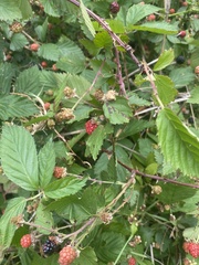 Rubus laudatus