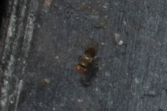 Drosophila